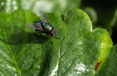 Macro Workshop