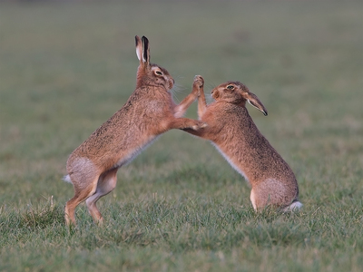 Hares     -     John Hughes     -     Second Place