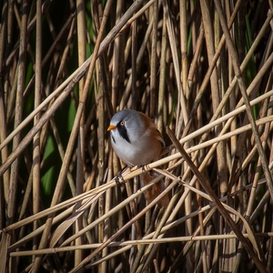 Bearded Reedling     -     Margaret Carr