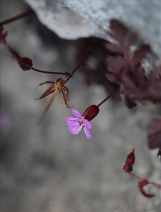 Limestone Violet     -     Clive Bond