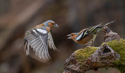 Chaffinch Conflict     -     Ellen Bell - Commended