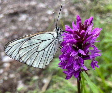 Black-veined White (Aporia crataegi)    -     Linda Knapper