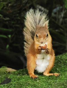 Female Red Squirrel with Hazelnut     -     Peter Bagnall