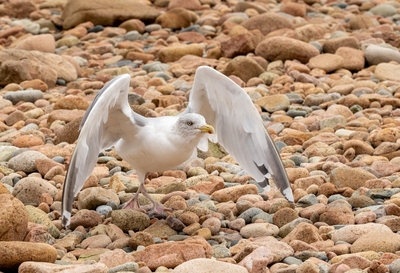 Aggressive Seagull     -     Dan Johnson