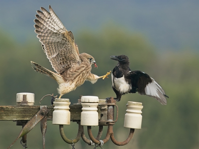 Kestrel and Magpie     -     John Hughes - Highly Commended