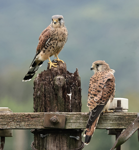 Kestrel pair resting     -     Peter Bagnall - Highly Commended