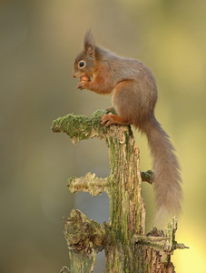 Red Squirrel     -     John Hughes - Highly Commended