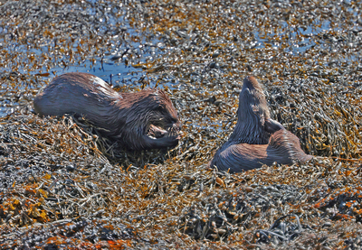 Wet Otters relaxing     -     Peter Bagnall