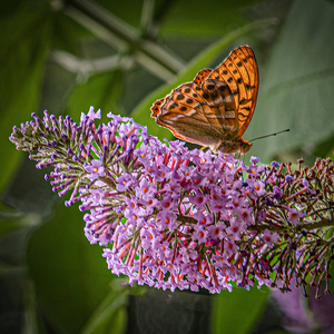 The Butterfly Bush - Mags Carr