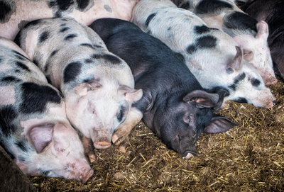 Let Sleeping Pigs Lie - Graham Dean - Commended