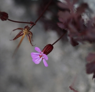 Limestone Violet     -     Clive Bond