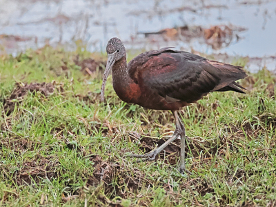 Glossy Ibis - Peter Bagnal