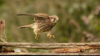 Kestrel On The Hunt - Janet Taylor - Highly Commended