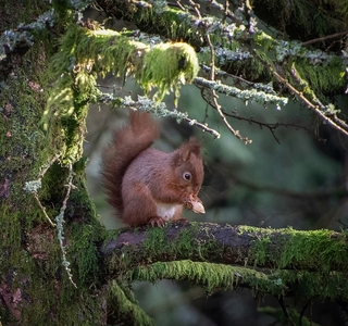 Red Squirrel - Mags Carr