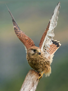 Kestrel Takes Off - Peter Bagnall