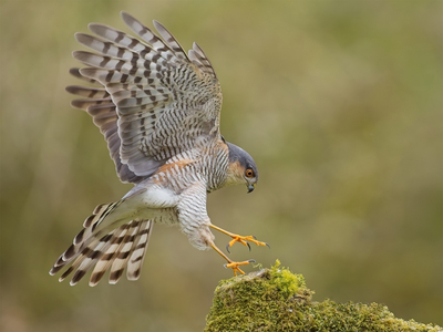 Sparrow Hawk Landing - John Hughes - First Place