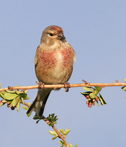 Linnet - Peter Bagnall