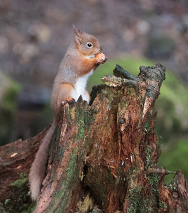 Red Squirrel On Tree Stump - Peter Bagnall