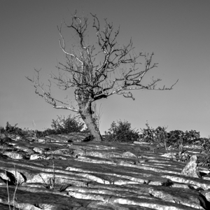 Lone Tree, Farleton - Steve Bird