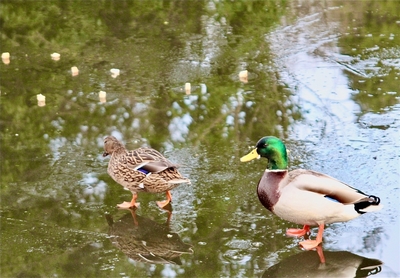 Skating Ducks - Brian Daly