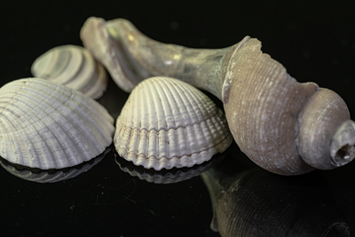 Sea Shells single image
