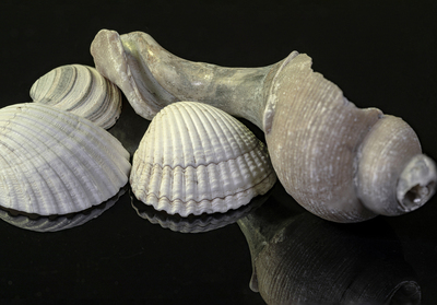 Sea Shells (Stacked Images)