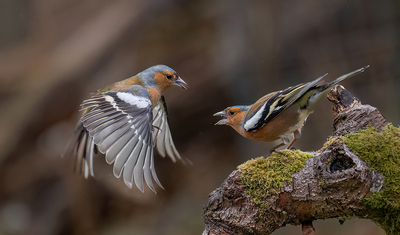Chaffinch Conflict     -     Ellen Bell - Highly Commended