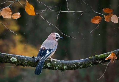 Jay in the Snow - Janet Taylor