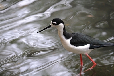 Black Stint - John Wilson