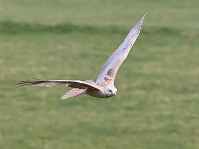 Melanistic Red Kite - Peter Bagnall