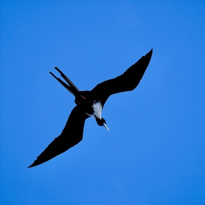 Frigate Bird - John Wilson