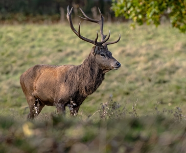 Red Stag - Steve Bird