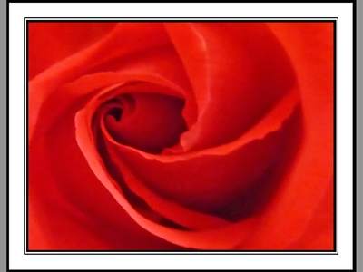 Artistic Red Rose - Fernley Stribling - Commended