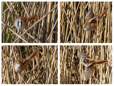 Bearded Tits - Steve Bird