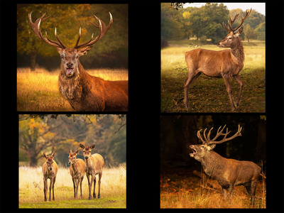 Deer at Tatton Park - Janet Taylor