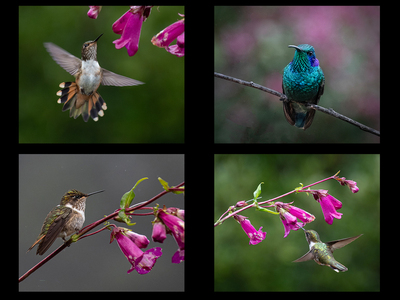 Hummingbirds - Mags Carr