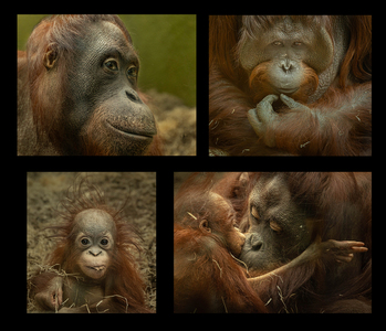 Orang-Utan Family - Ellen Bell - Second Place