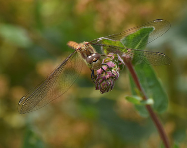 Common darter on flower stem