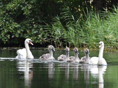 Family of swans
