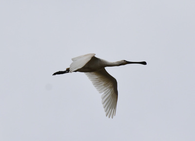 Spoonbill