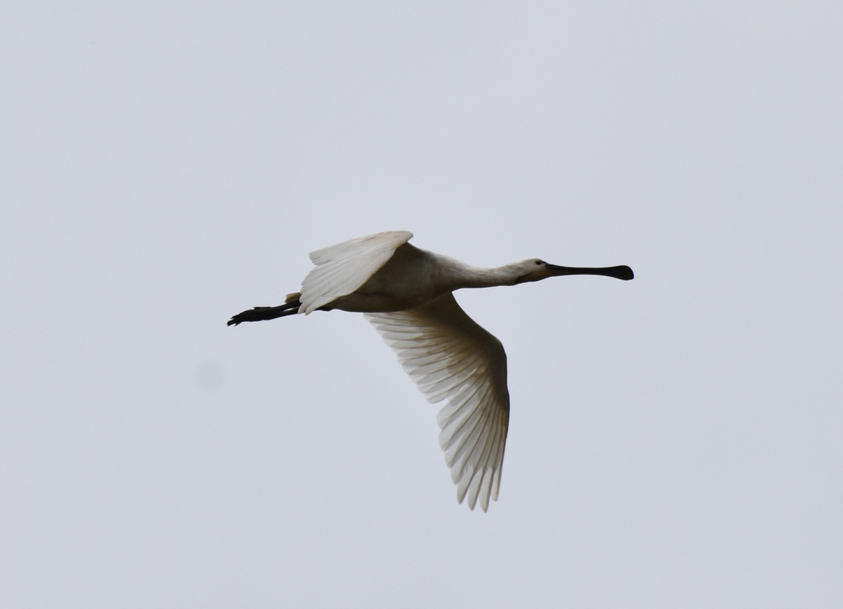 Spoonbill