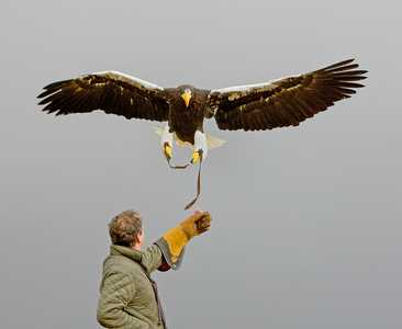 Chris Training Stellers Sea Eagle - Peter Bagnal