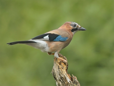 Jay - John Hughes - Commended