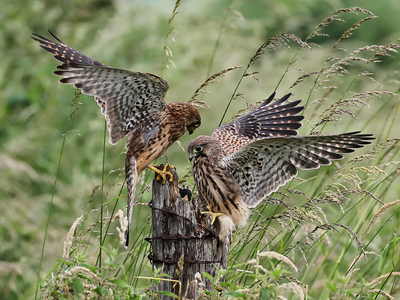 Kestrel Hen with Chick - Peter Bagnall - Second Place