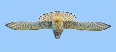 Kestrel Hunting - John Hughes