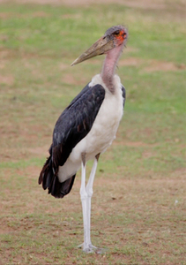 Maribu Stork Waiting - Peter Bagnall
