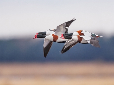 Shelduck Group in Flight - Peter Bagnall