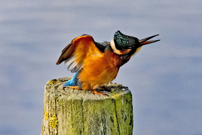 kingfisher