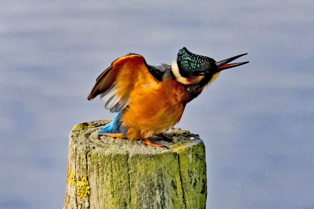 kingfisher