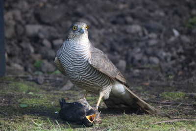 Sparrow Hawk in my garden